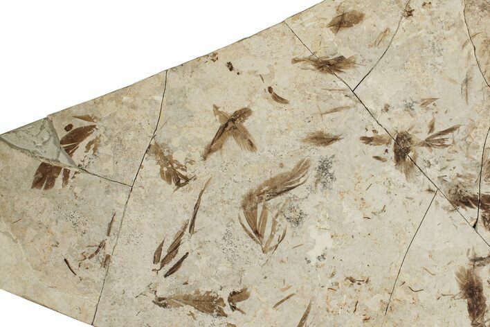Detailed Multiple Fossil Feather Plate - France #254085